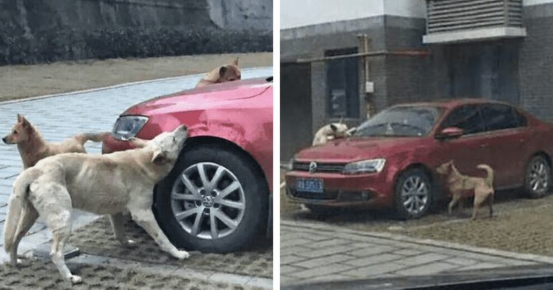 Stray dog kicked out of parking spot returns with his pack to take revenge