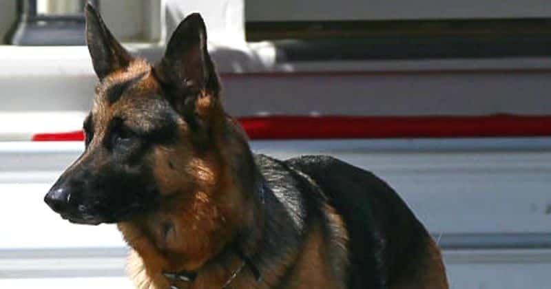 How did Champ die? Joe Biden's beloved German Shepherd dies at 13