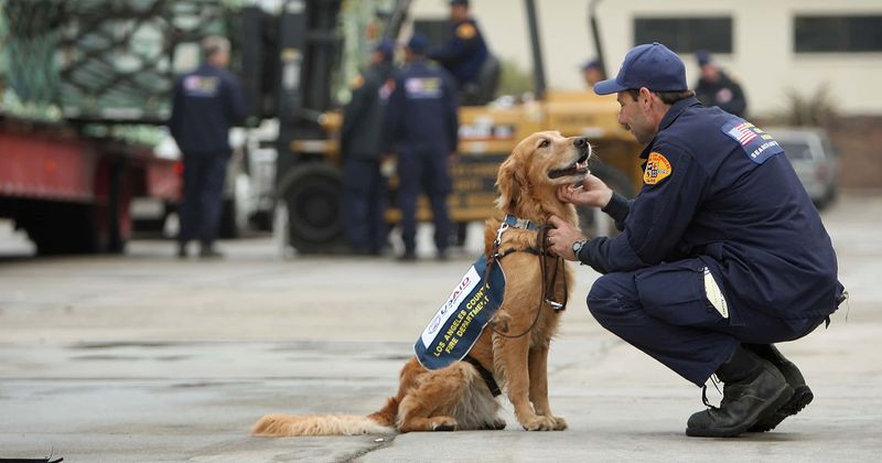 Surfside building collapse: Who are Oreo and Phorce? Hero K9s working amid rubble to save lives