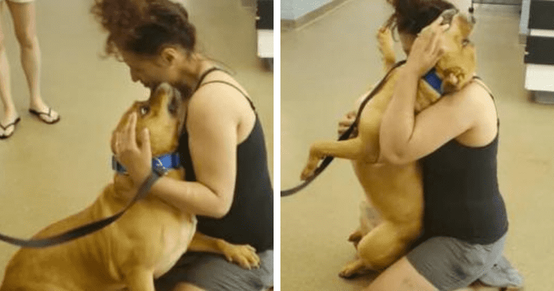 Woman who wanted to adopt new puppy had pleasant surprise in store for her