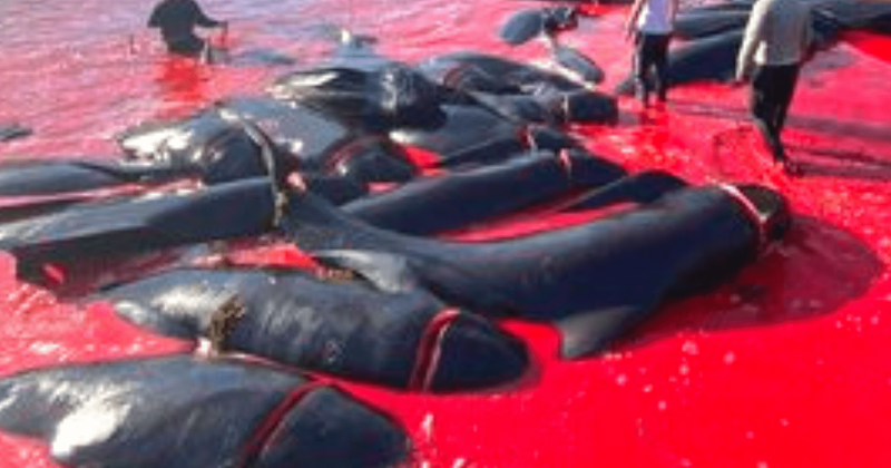 What is Grindadrap? Hundreds of whales hunted and slaughtered in annual barbaric tradition