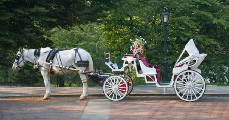 Man punches and kicks three Central Park carriage horses, threatens driver with knife