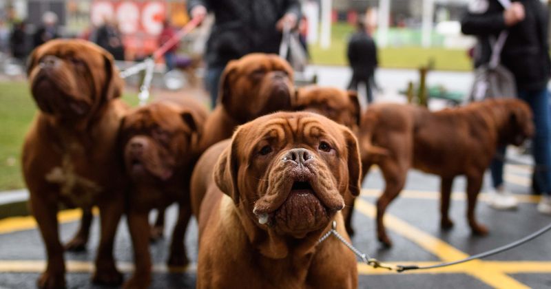 Which breed plays Hooch in Disney+ 'Turner & Hooch'? Meet the most ancient French dog breed