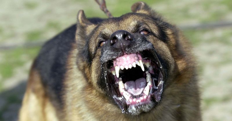 Who was Lyssa Rose Upshaw? Arizona girl, 13, mauled to death by pack of 20 dogs