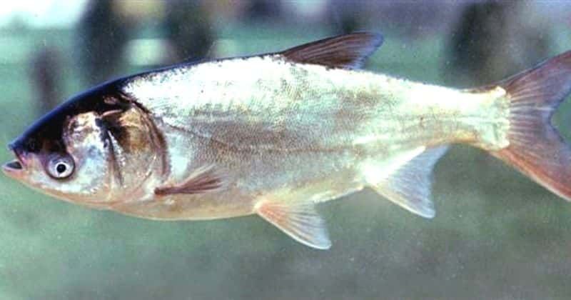 'The Perfect Catch': Asian carp is rebranded because it's 'racist'!