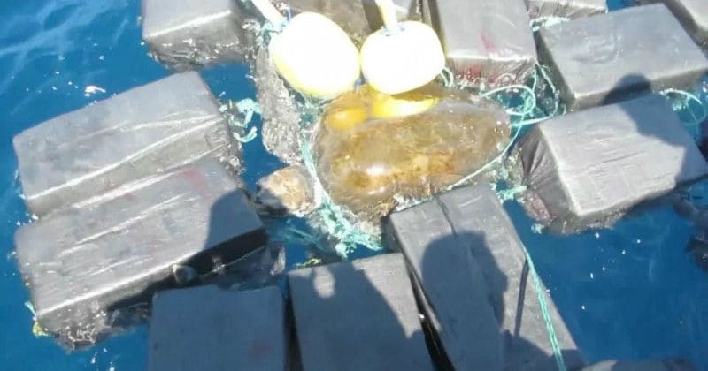 Endangered sea turtle found entangled in cocaine bundles worth $53 million!