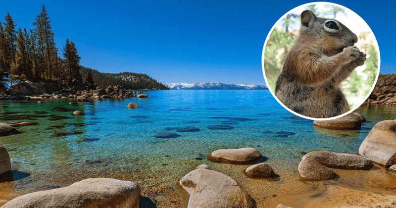 Why is Lake Tahoe closed? Chipmunks test positive for lethal disease