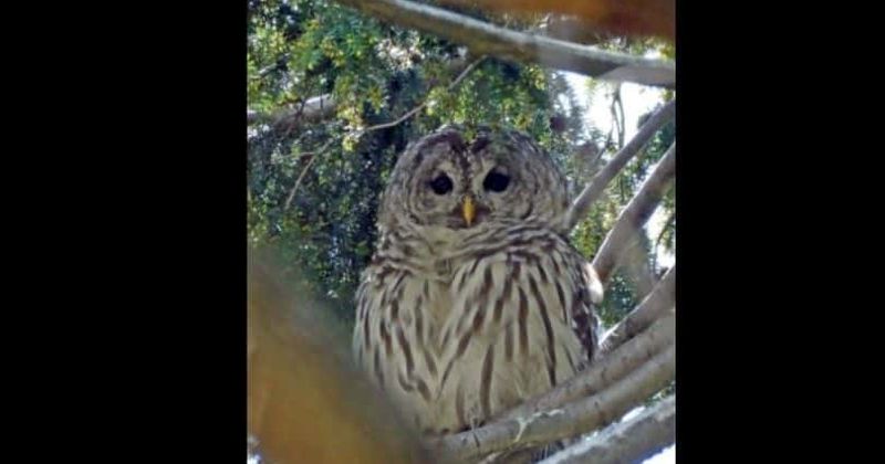 How did 'Barry the owl' die? Central Park's favorite resident mourned by New Yorkers