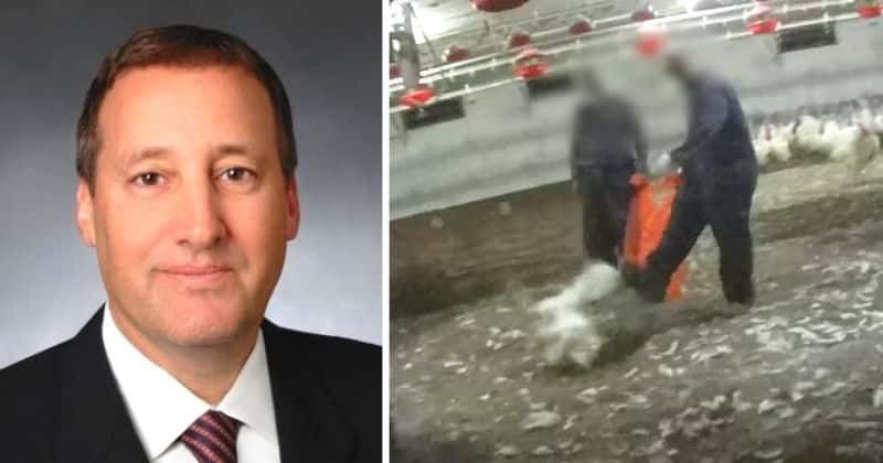 Who owns Plainville Farms? Shocking PETA video shows staff torture, simulate sex acts on birds