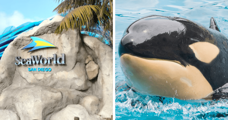 How did Orca Amaya die? Death of 6-yr-old in SeaWorld San Diego sparks outrage