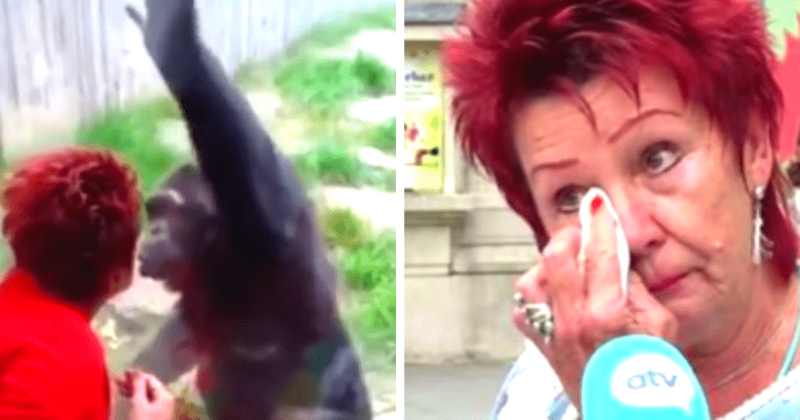 Who is Adie Timmermans? Woman banned from visiting chimp at zoo claims they're in love