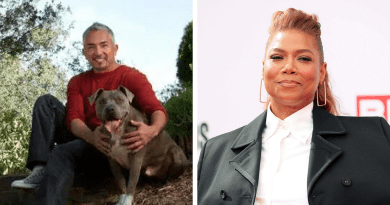 Cesar Millan's pit bull Junior alleged to have killed Queen Latifah’s dog, attacked gymnast