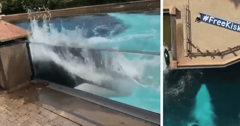 Kiska: World's loneliest whale bashes head against tank wall in heartbreaking video