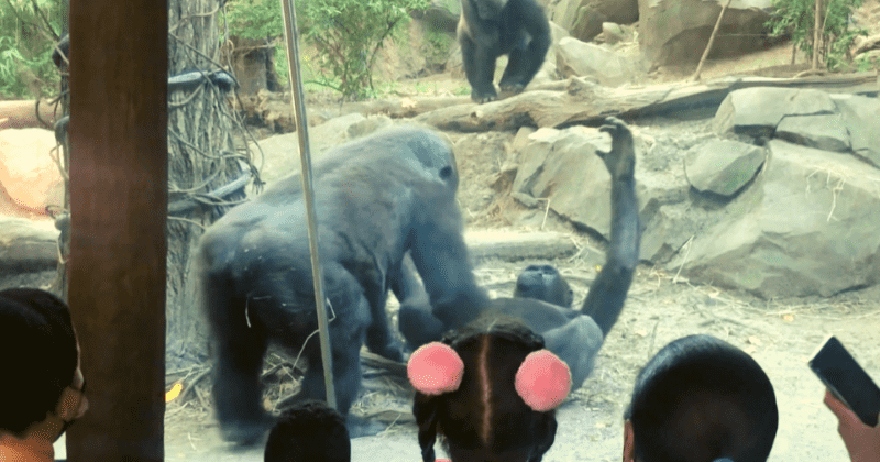 Gorillas have oral sex at Bronx zoo in front of children in NSFW viral video