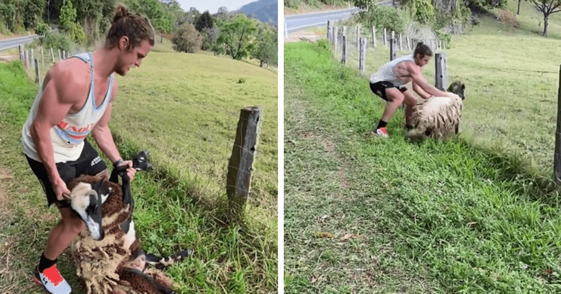 Nick Cummins: 'Bachelor' star goes viral with video of saving sheep from barbed wire