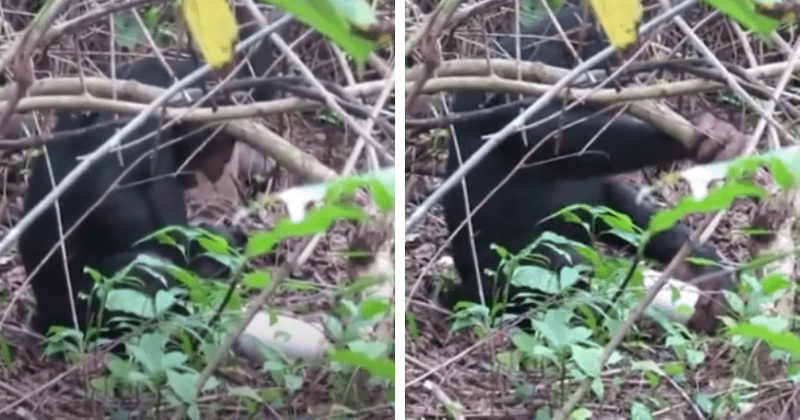 Chimpanzee masturbates using plastic bottle in a first caught in NSFW video