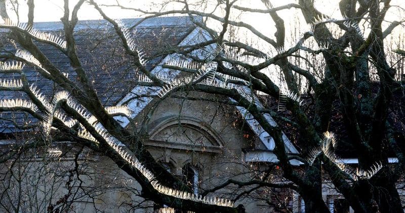 Wealthy British neighbourhood installs anti-bird spikes on trees... where should the birds go now?