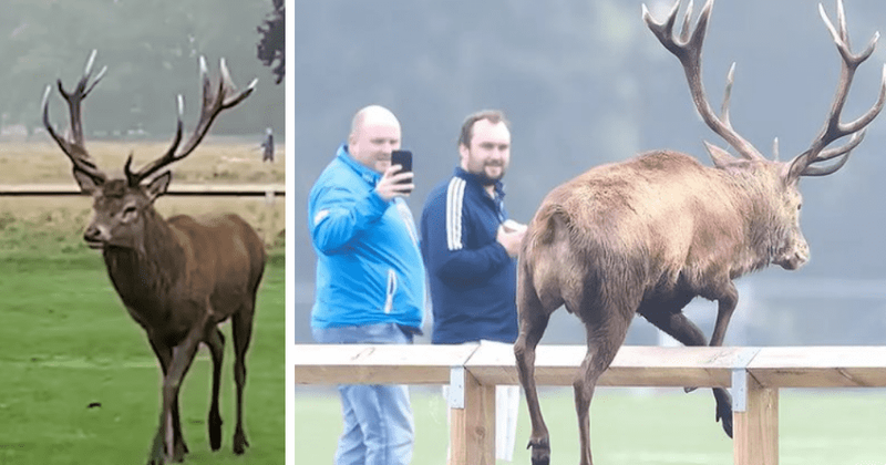 Oh Deer! Randy stags disrupt kid's soccer game and scare them witless