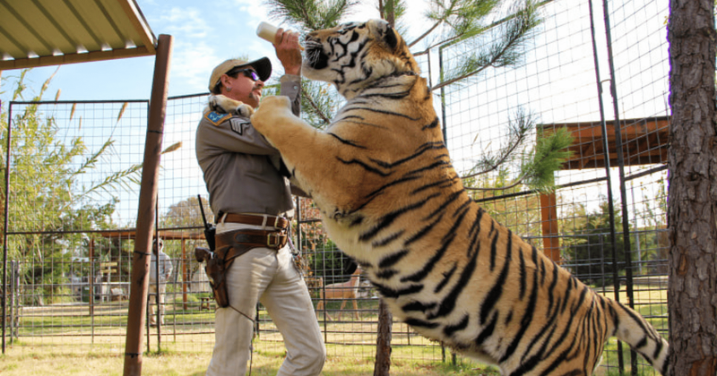 'Tiger King 2' Ending Explained: Was Joe and NOT Carole the target? SHOCKING end stuns fans