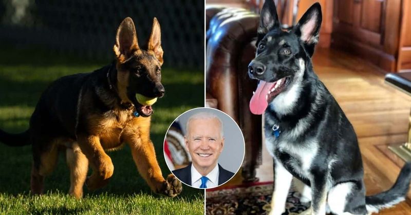 Why did Joe Biden give his German Shepherd Major away? WH gets new pup Commander