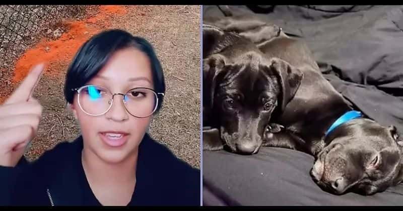 'Karen' neighbor dumps chilli powder in TikToker's backyard to keep dogs away