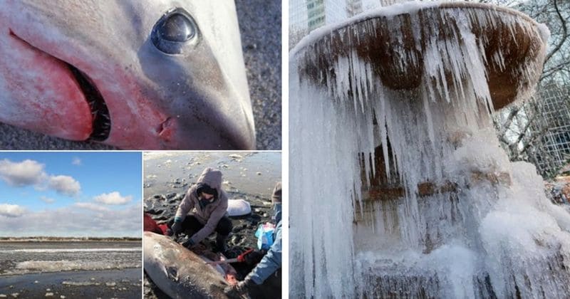It's so cold in the US that sharks are dying and dogs are freezing solid...