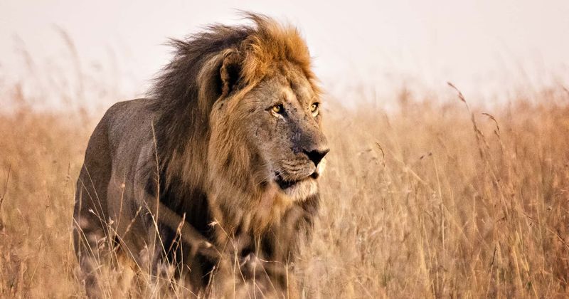 Trophy hunter killed by stray bullet while taking aim at lion he wanted to kill