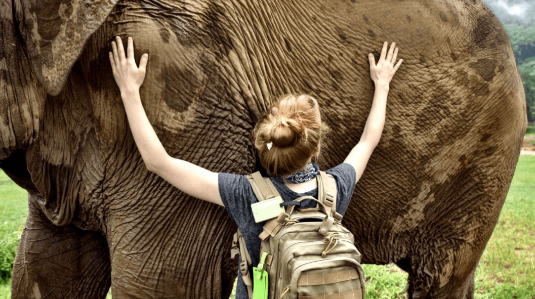 Decoding the tortured life of Asian elephants Director Ashley Bell