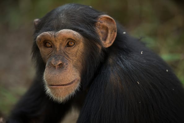 Apes throw their poop to show anger. (Photo by Dan Kitwood/Getty Images)