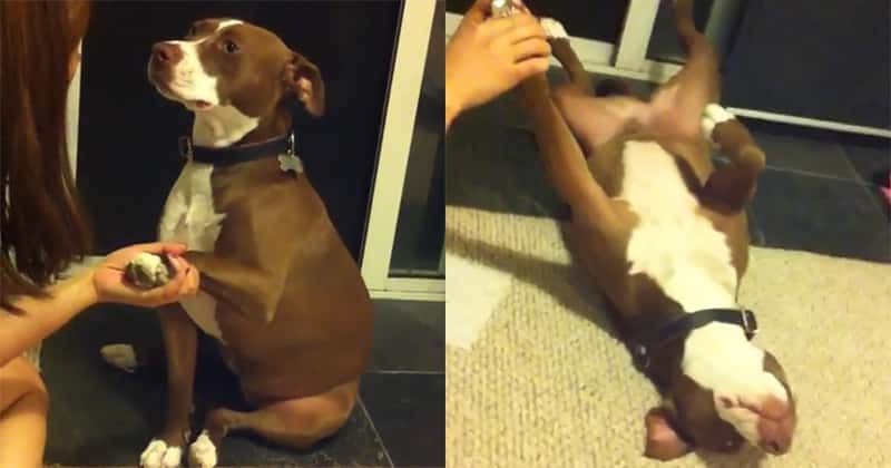 Teen Girl In Coma After Neighbor S Pit Bulls Rip Off Her Scalp And Damage Her Throat In Attack