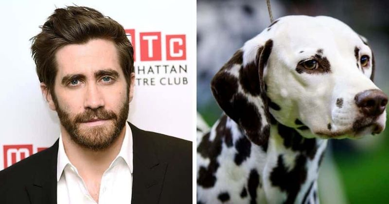 Resultado de imagem para Jake Gyllenhaal saves dog