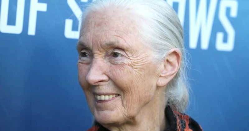 Jane Goodall tells Jimmy Fallon coronavirus pandemic was 'predicted to happen'