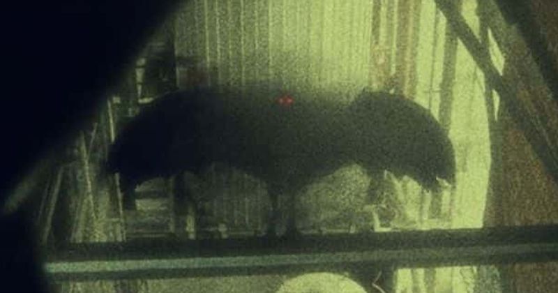 
                            
                            
                            
                            Revisión de 'The Mothman Legacy': Docu sobre la criatura misteriosa de West Virginia es una visión fascinante de las leyendas espeluznantes