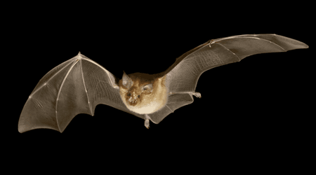The NEXT coronavirus pandemic? Bats in China are carrying other viruses that may infect humans