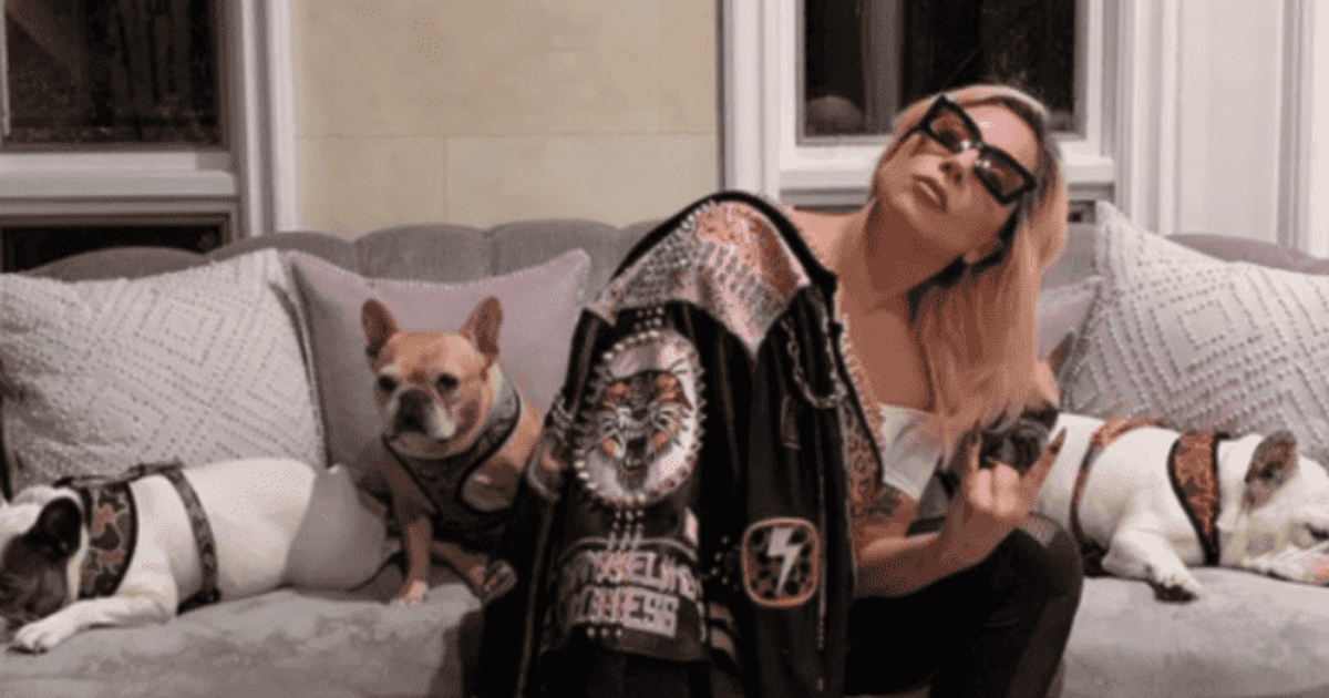 Will Lady Gaga's $500K reward for stolen dogs put probe at risk? Ex-FBI agent says it 'opens a Pandora's box' - Vimarsana News