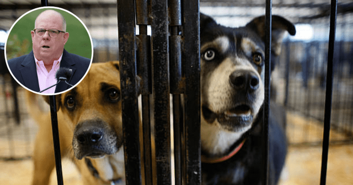 What is Maryland's puppy mill law? State officials fail to enforce animal protection law - Vimarsana News