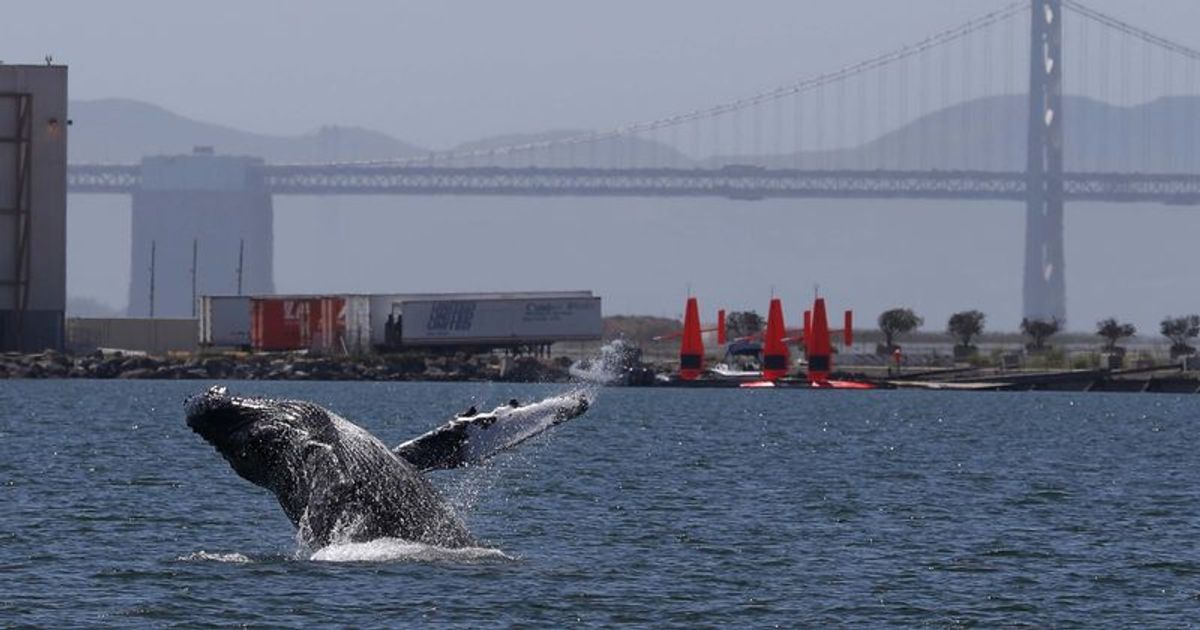 Who is Michael Packard? Diver briefly swallowed by humpback whale in Biblical incident - Vimarsana News