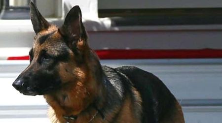 How did Champ die? Joe Biden's beloved German Shepherd dies at 13
