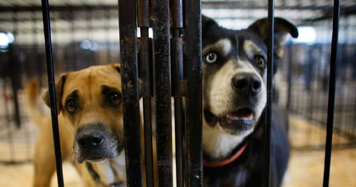 Ravon Service: Man who tortured over 20 dogs assaults landlord for reporting abuse - Vimarsana News