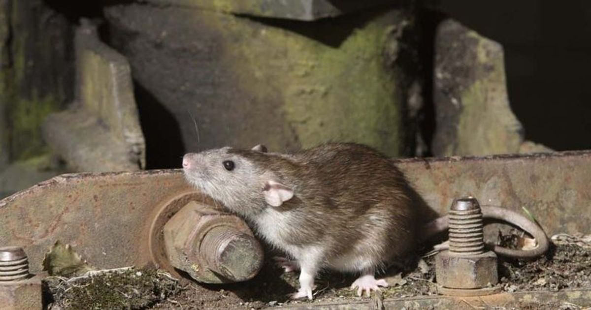 Is Leptospirosis Fatal Nyc Plagued By Rare Disease Spread Through Rat Urine Meaww