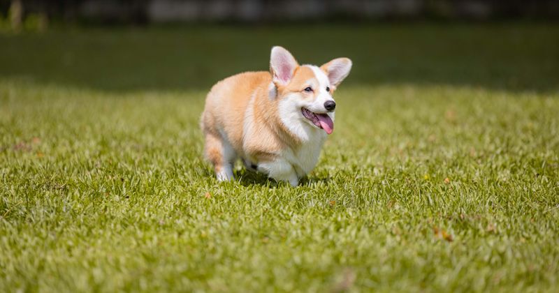 
                            
                            
                            
                            Dos trabajadores de la salud mataron a golpes a un corgi de una mujer en cuarentena en un perturbador video viral