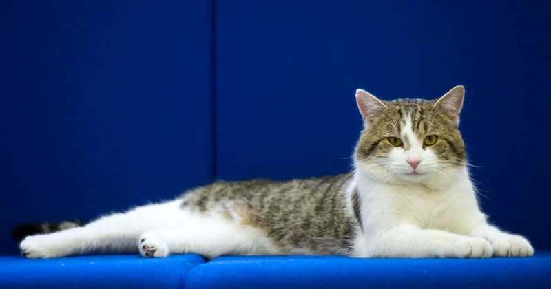 ‘Kitty T*tty Shutdown’: Woman breastfed cat on Delta Airlines flight to Atlanta ‘Kitty T*tty Shutdown’: Woman breastfed cat on Delta Airlines flight to Atlanta