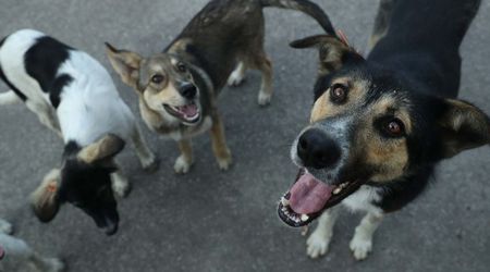 Homeless men feed heroin to stray dogs in SHOCKING viral photos