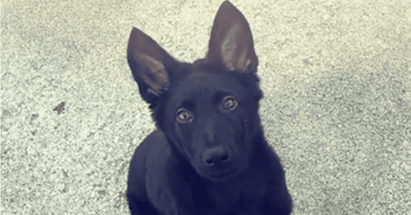 
                            German shepherd puppy shot dead, beheaded in 'targeted attack' against Kansas cop