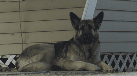 'Hero' dog Tinsley leads cops to car crash site to save injured owner